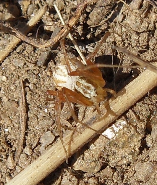 Oxyopes spp. - chiedo identificazione delle specie